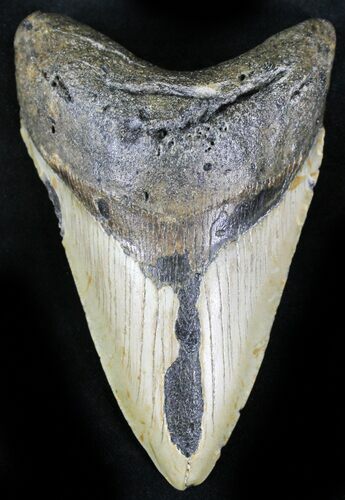 Bargain Megalodon Tooth - North Carolina #28833